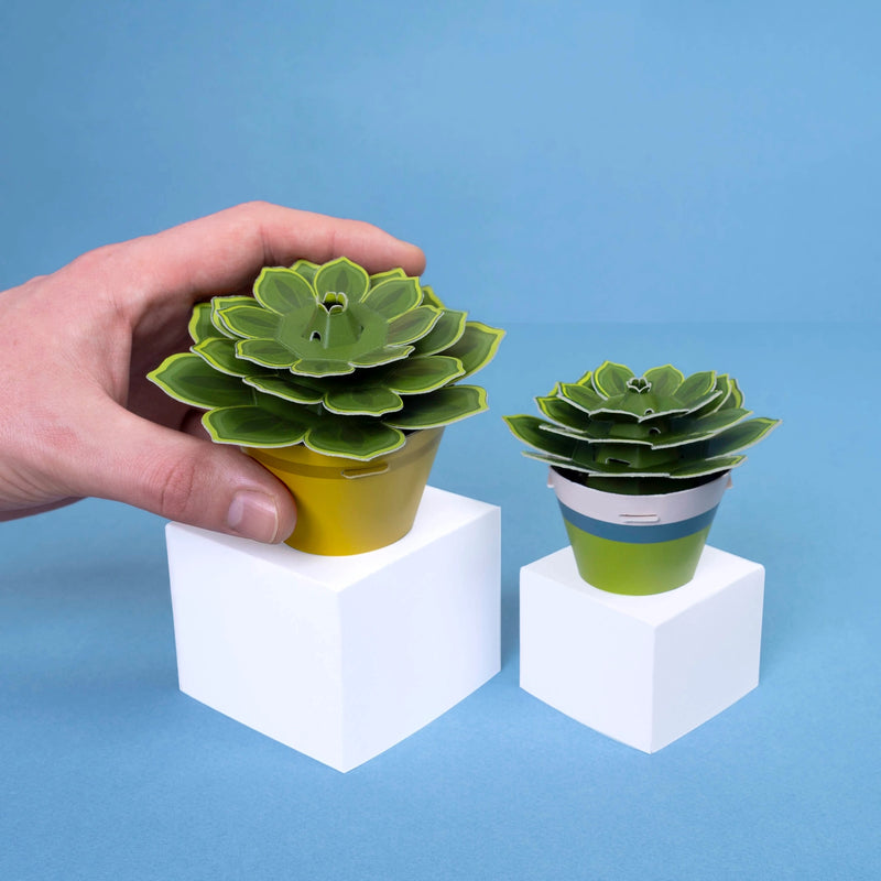 Make Your Own Mindful Succulent