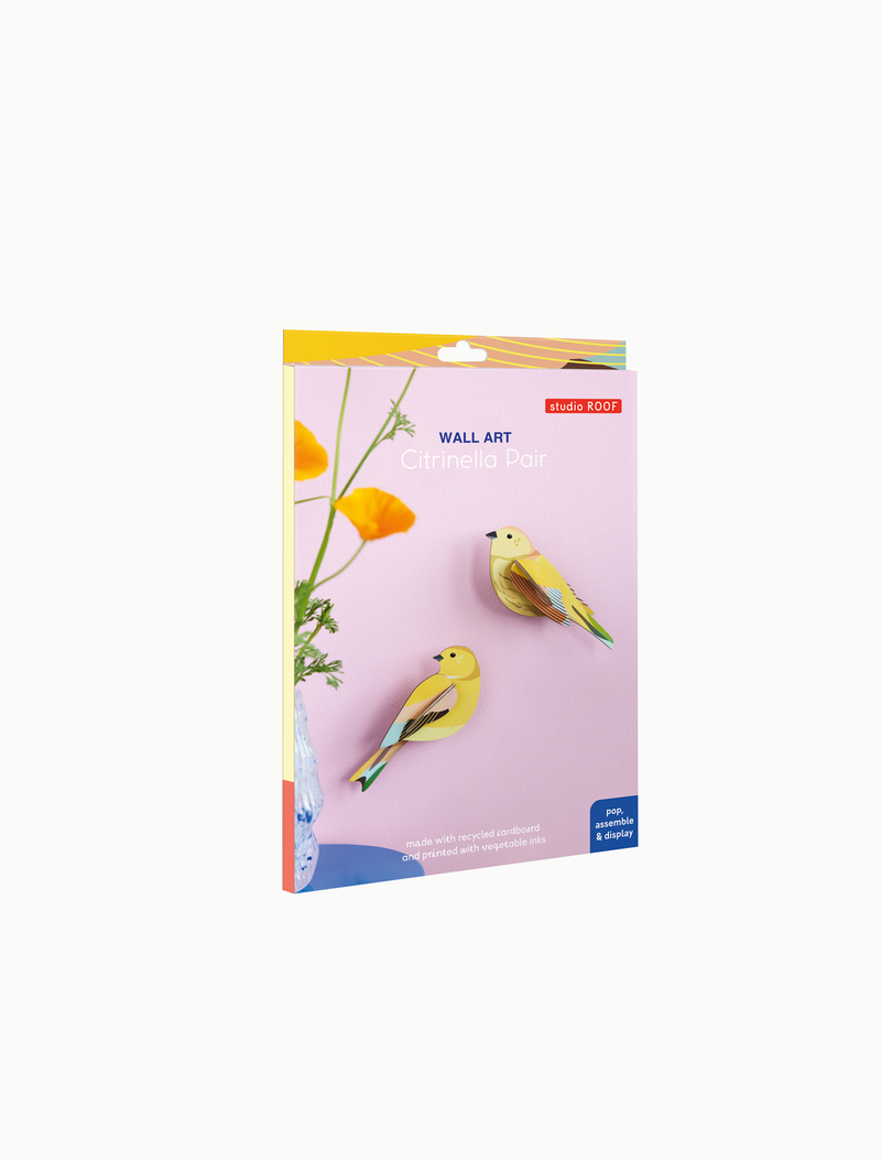 Citrinella Bird Pair