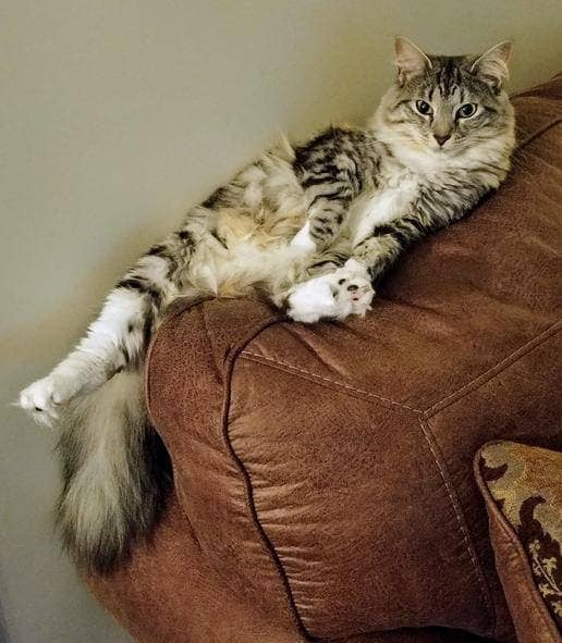 One Of Your French Girls Cat Sticker