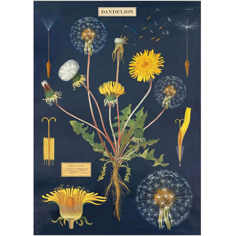 Dandelion Chart Poster