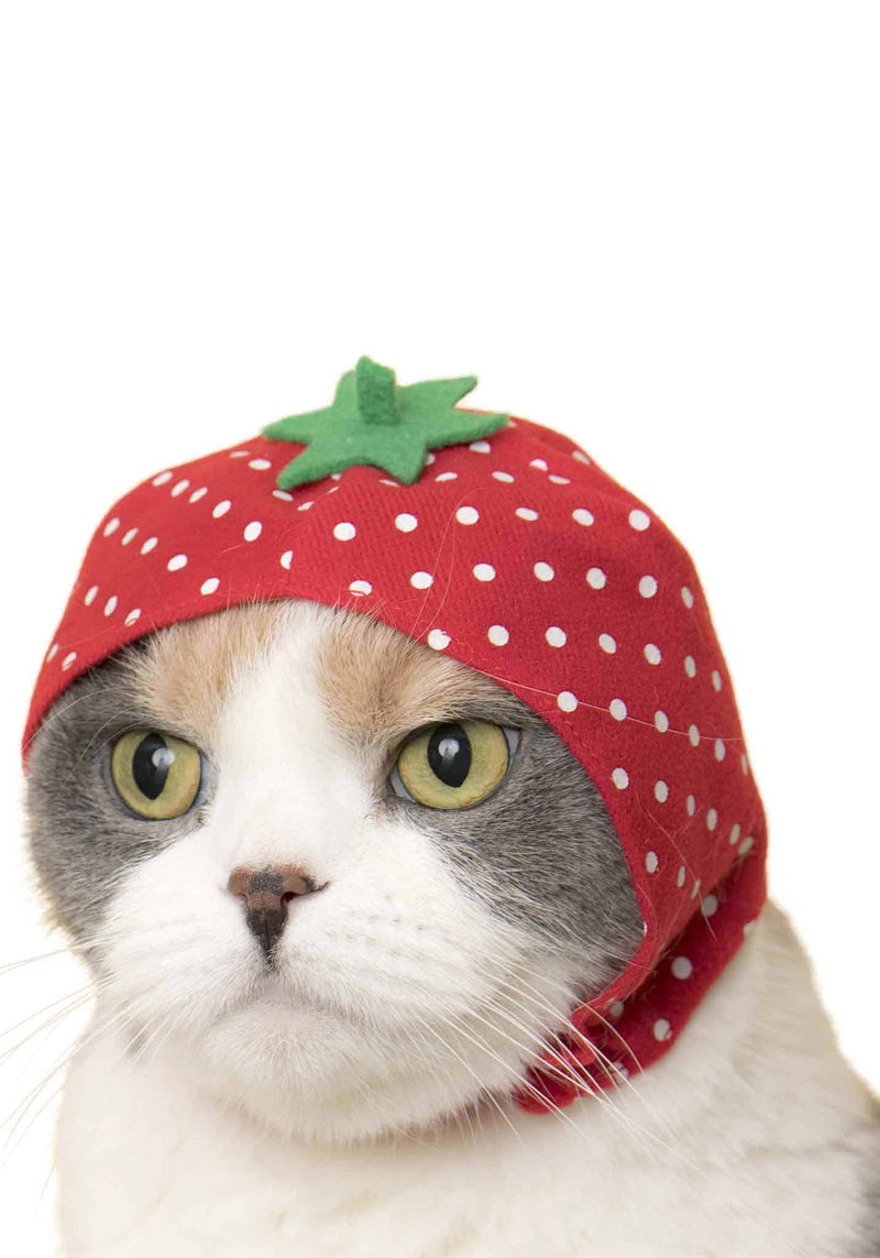 Kitan Club: Cat Cap Blind Box (Fruit)