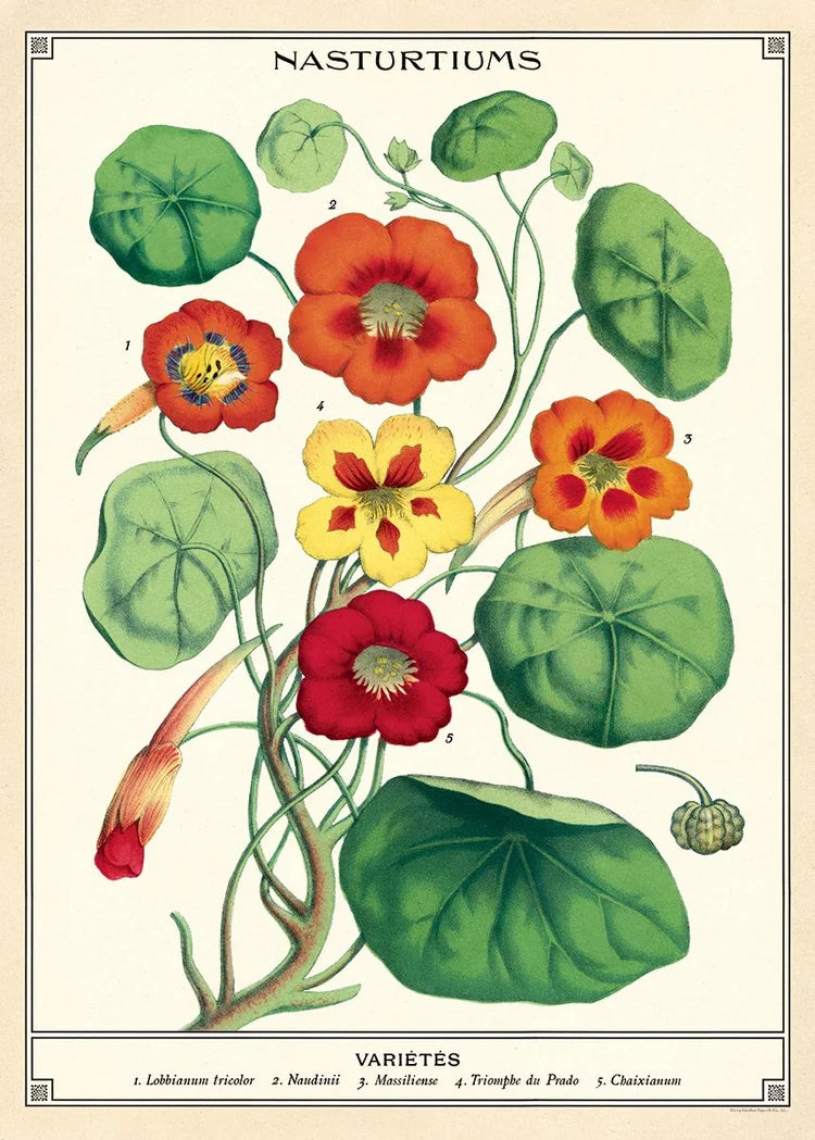 Nasturtiums Flower Poster