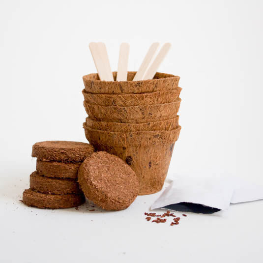 Carnivorous Plant Grow It