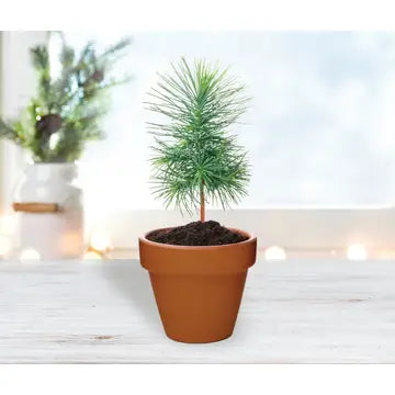 Mini Terracotta Pot Festive Animals Grow Kit