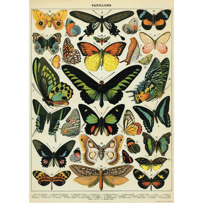 Butterflies Poster