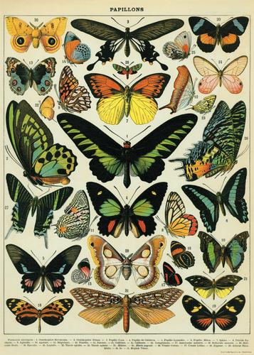 Butterflies Poster