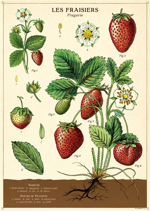 Strawberries Poster