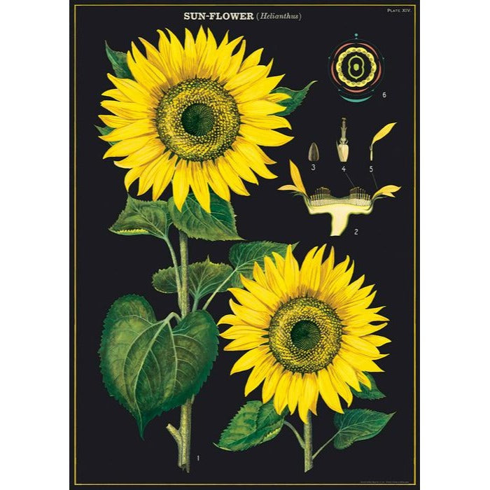 Sunflower Poster